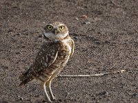 Burrowing Owl 2nd One